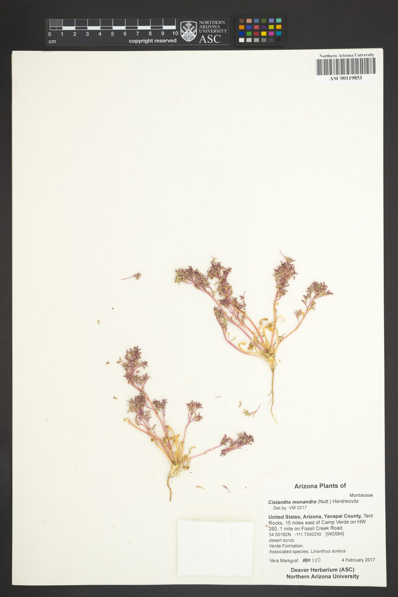 Cistanthe monandra (Common Pussypaws) — photo