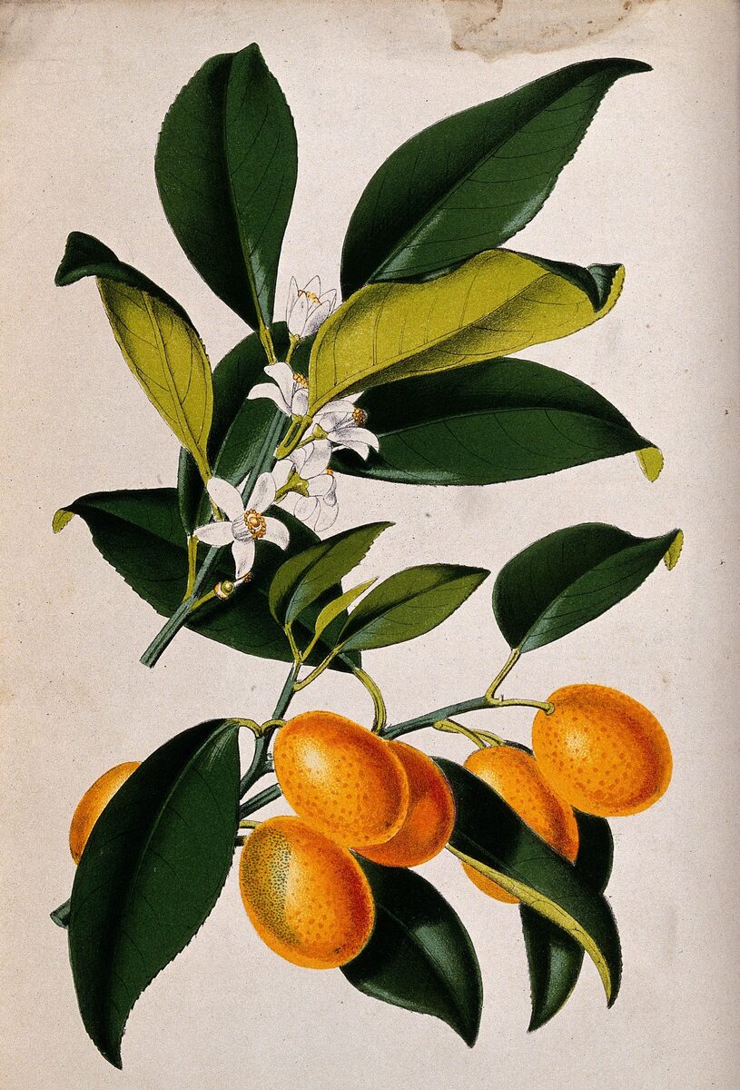Citrofortunella sp. x Fortunella crassifolia