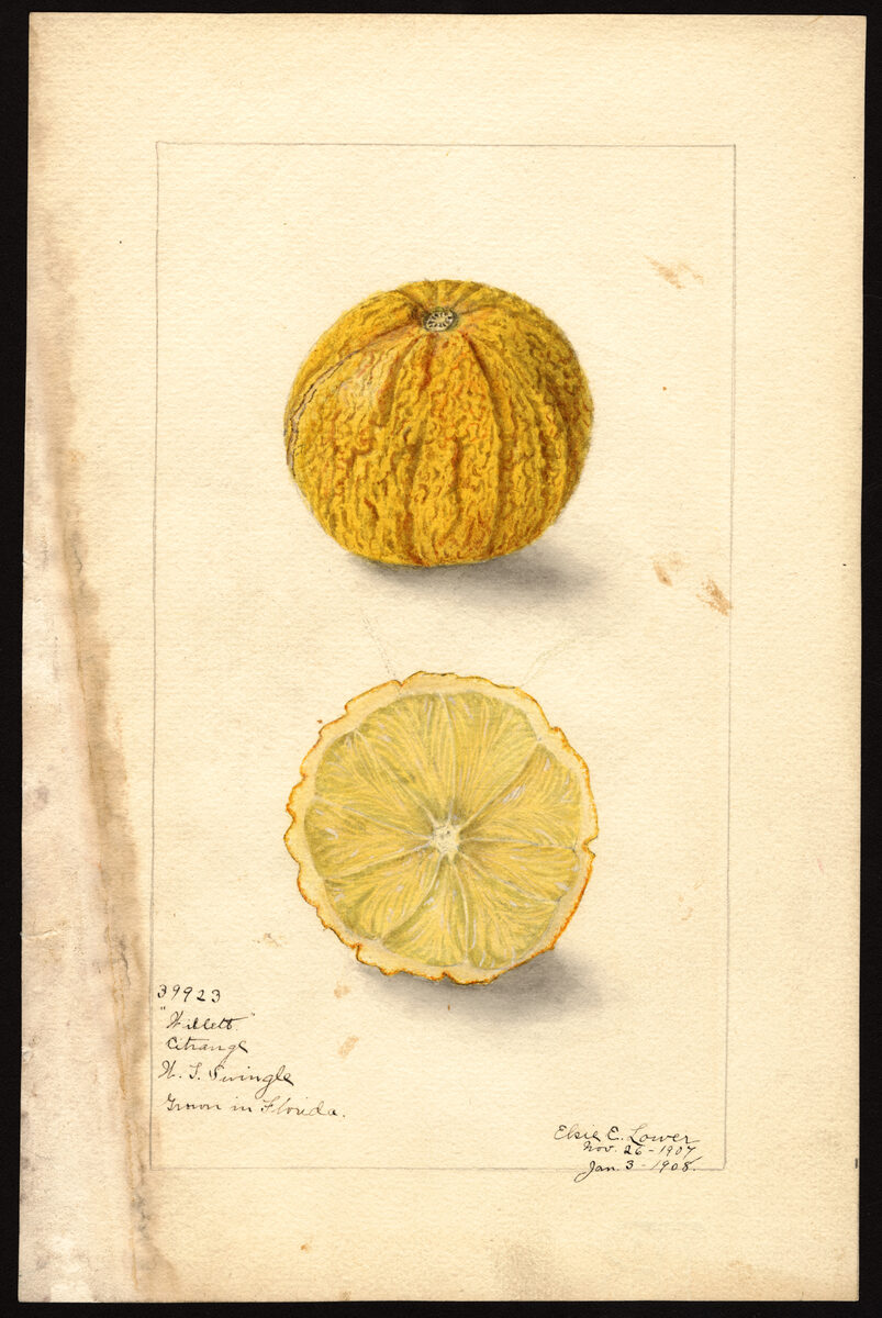 Citroncirus webberi x