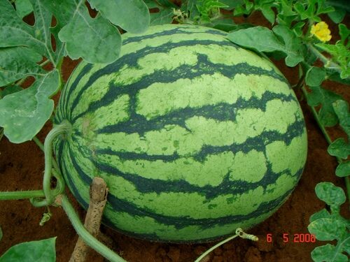 Citrullus colocynthis (Colocynth) — photo