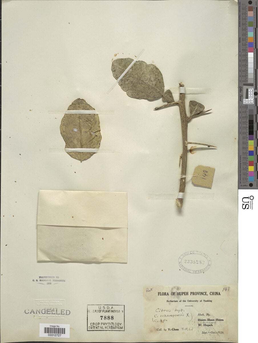 Citrus ichangensis (Ichang Papeda) — photo