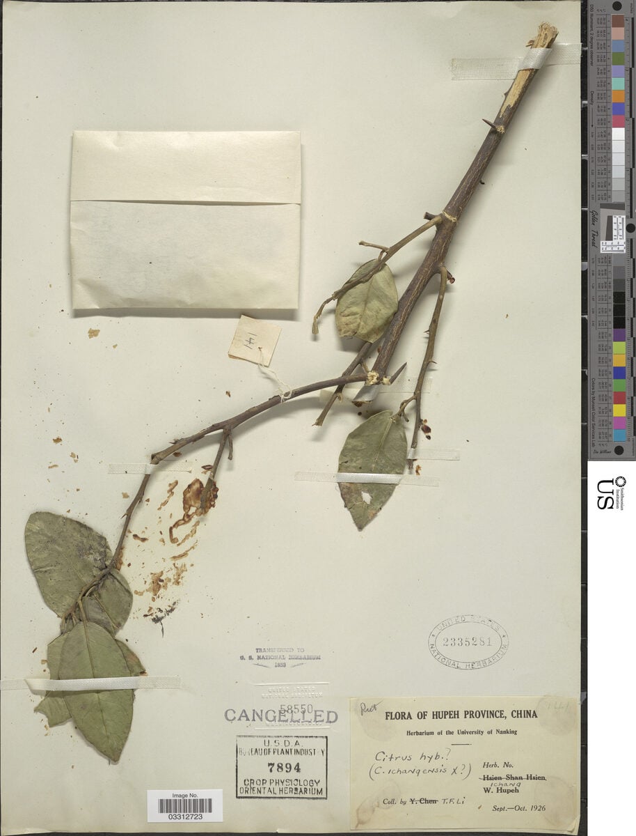 Citrus ichangensis (Ichang Papeda) — photo