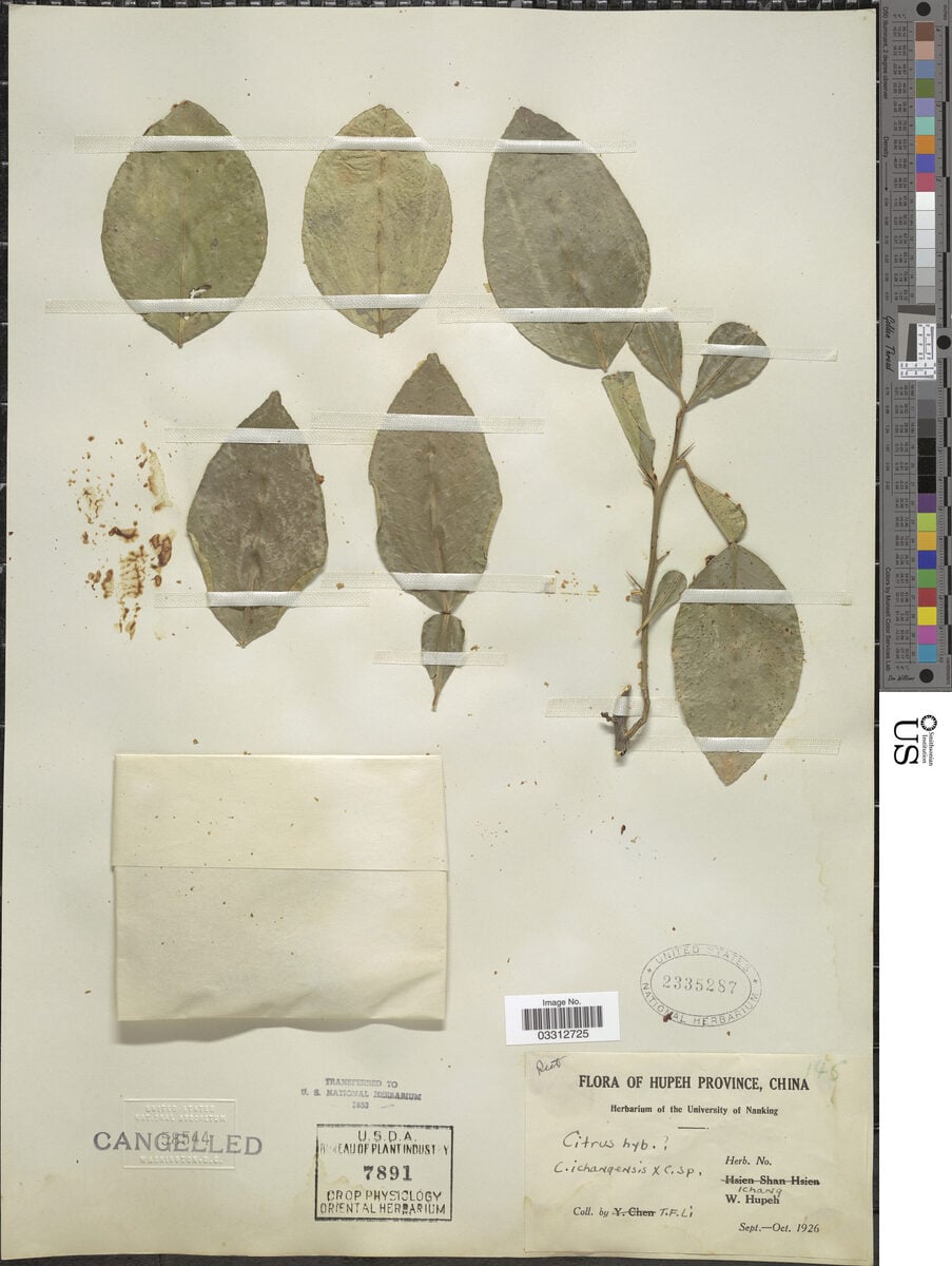 Citrus ichangensis