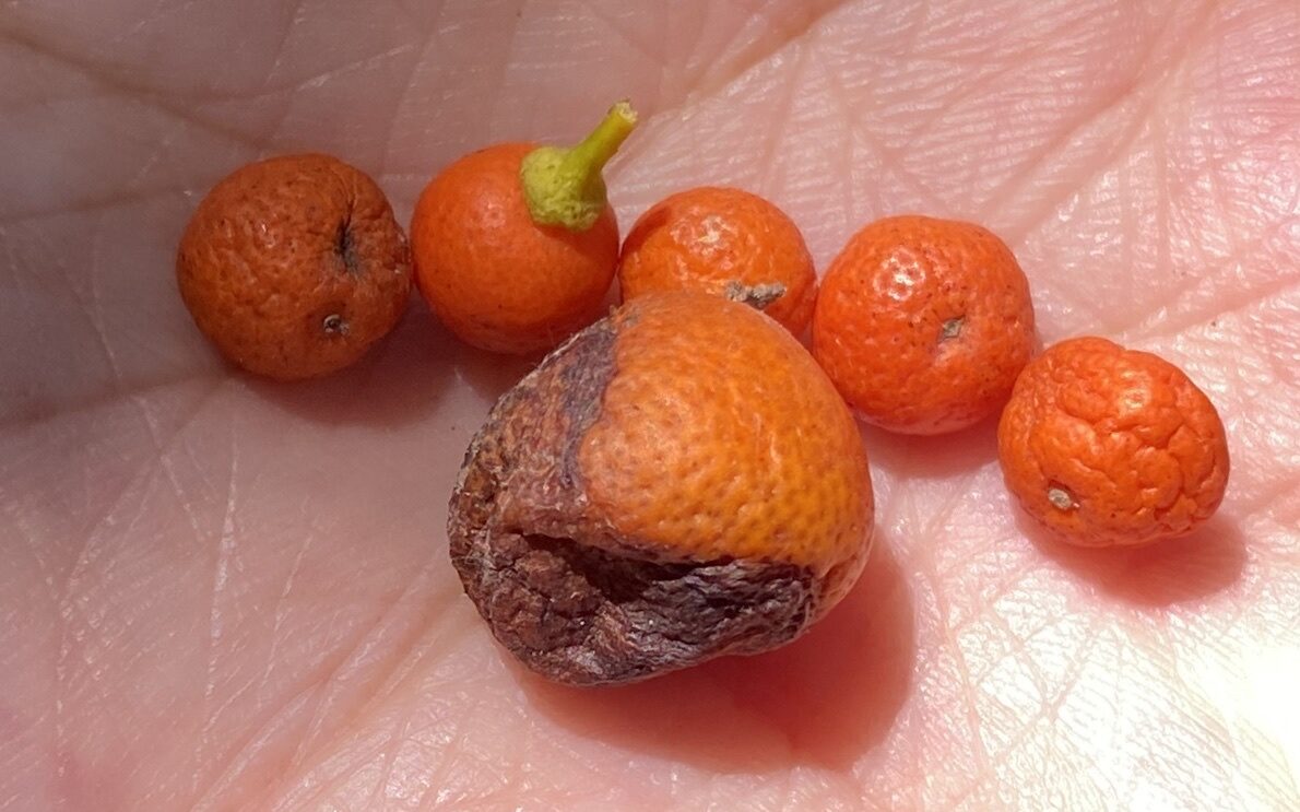Citrus japonica (Hong Kong wild kumquat) — photo