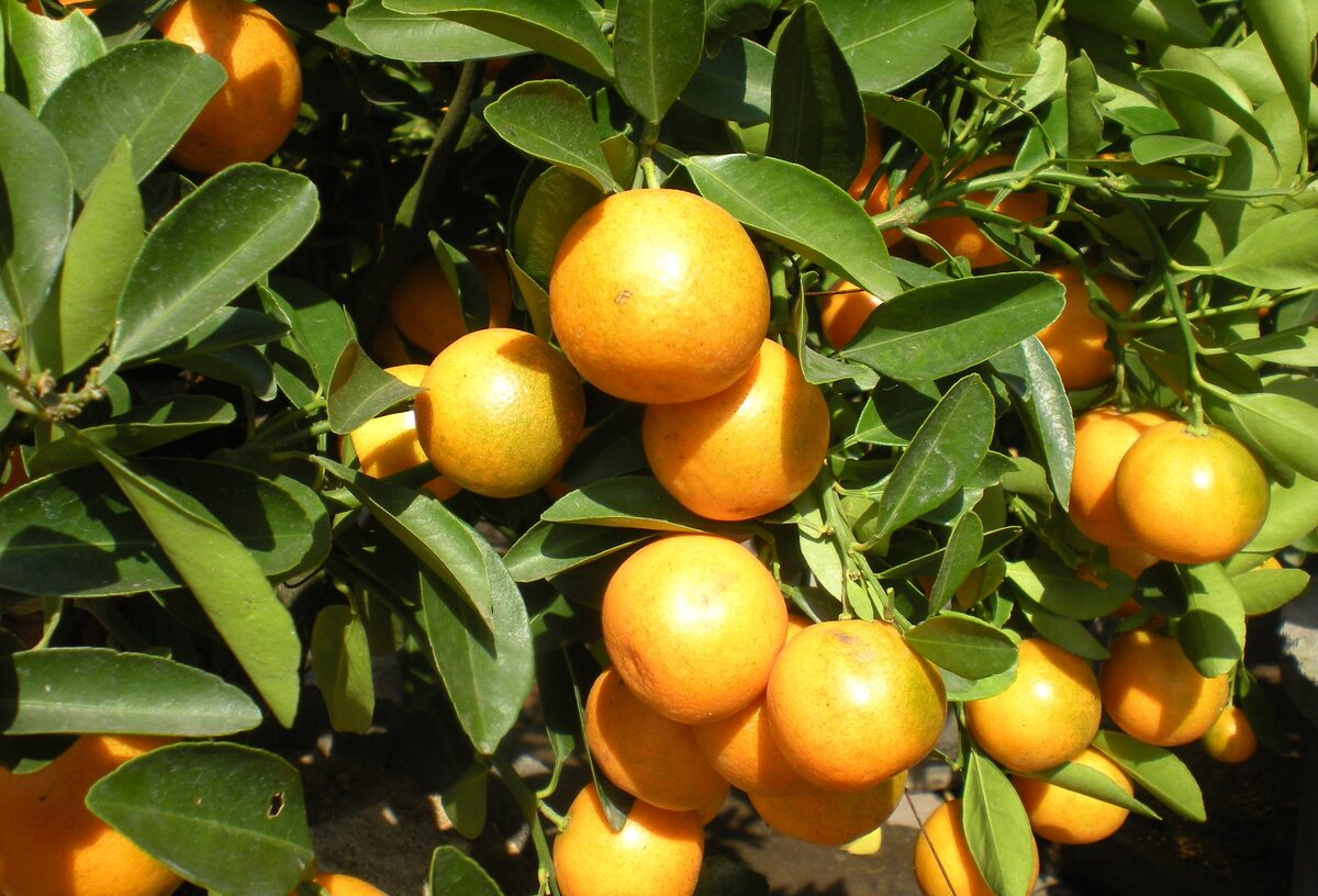 Citrus japonica