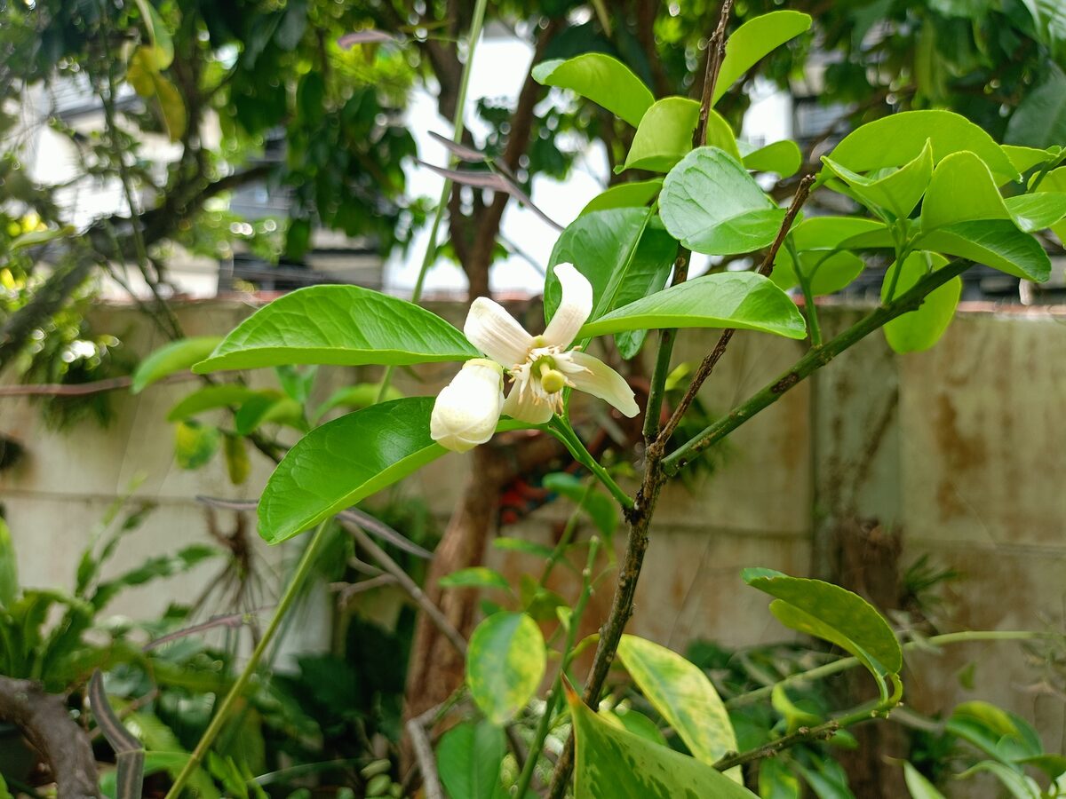 Citrus maxima (Pummelo) — photo
