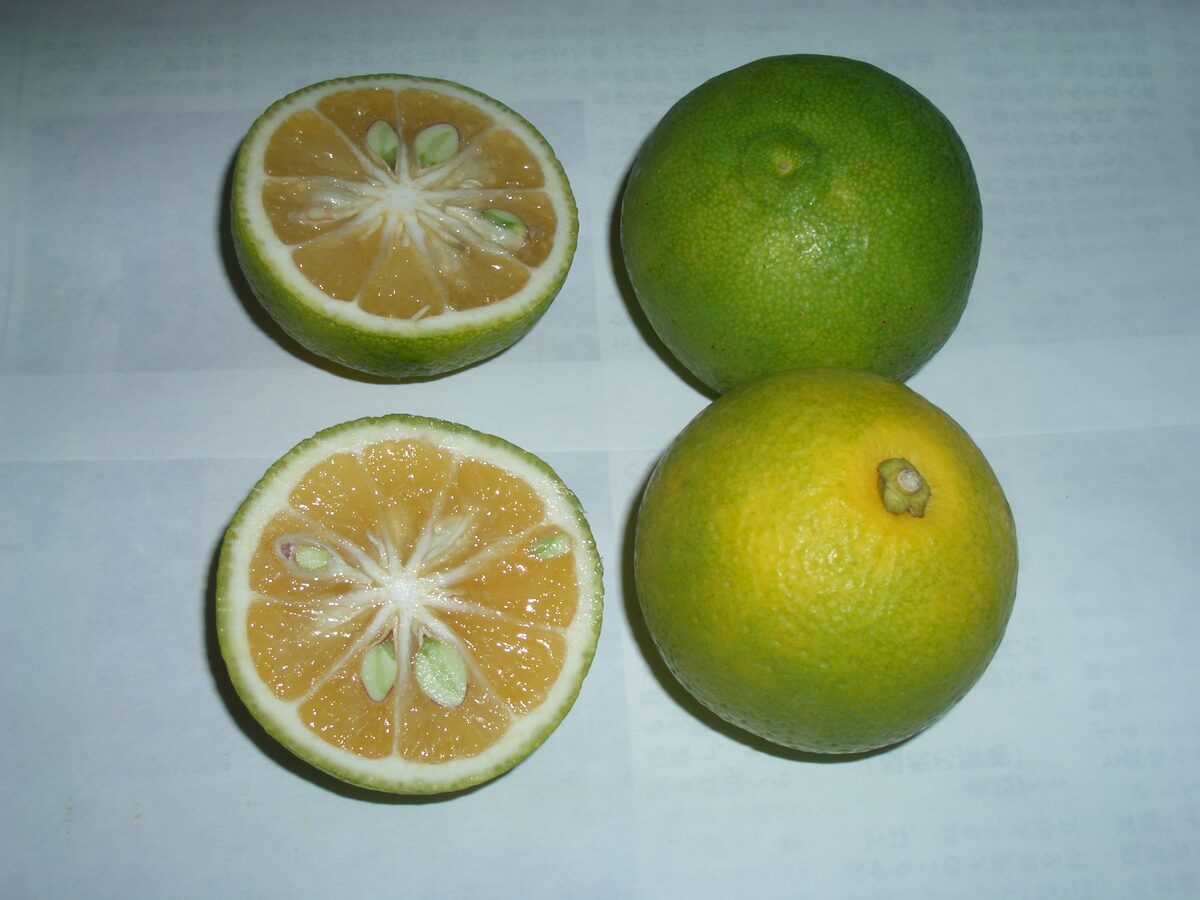 Citrus sphaerocarpa (Kabosu) — photo