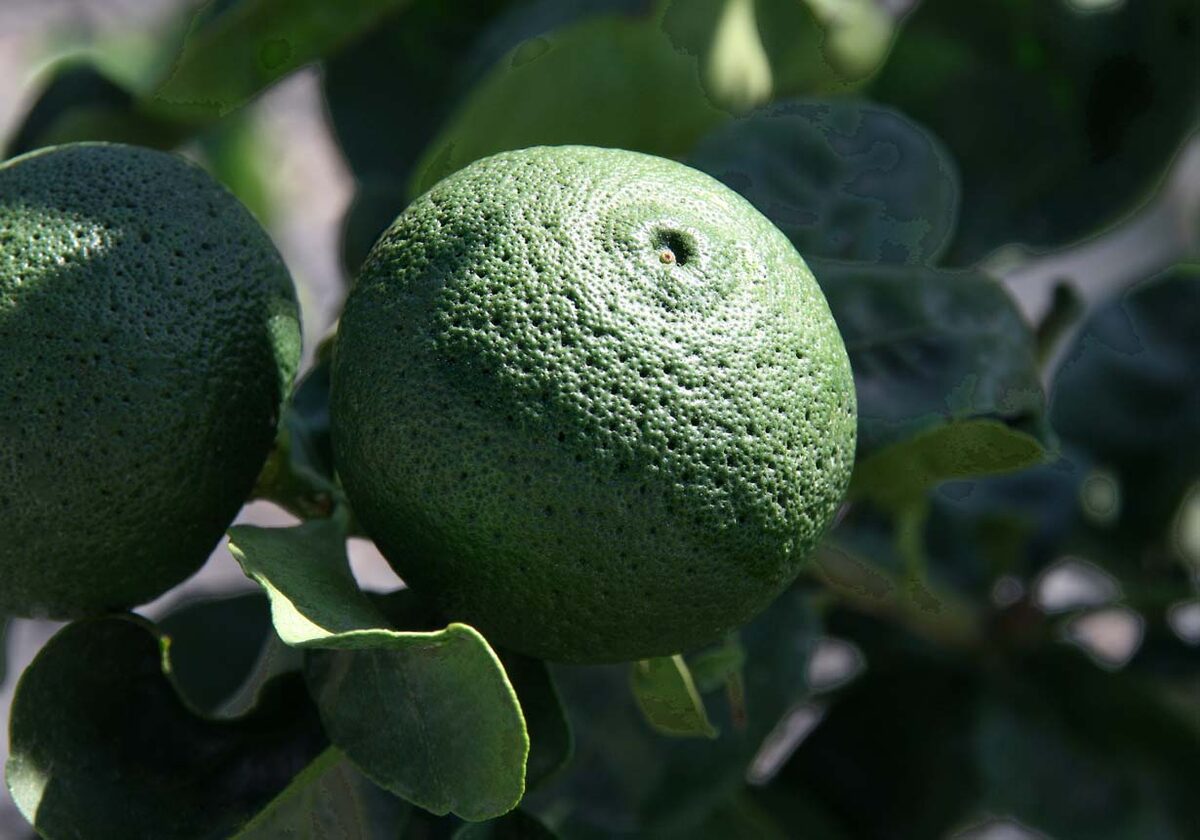 Citrus sphaerocarpa (Kabosu) — photo