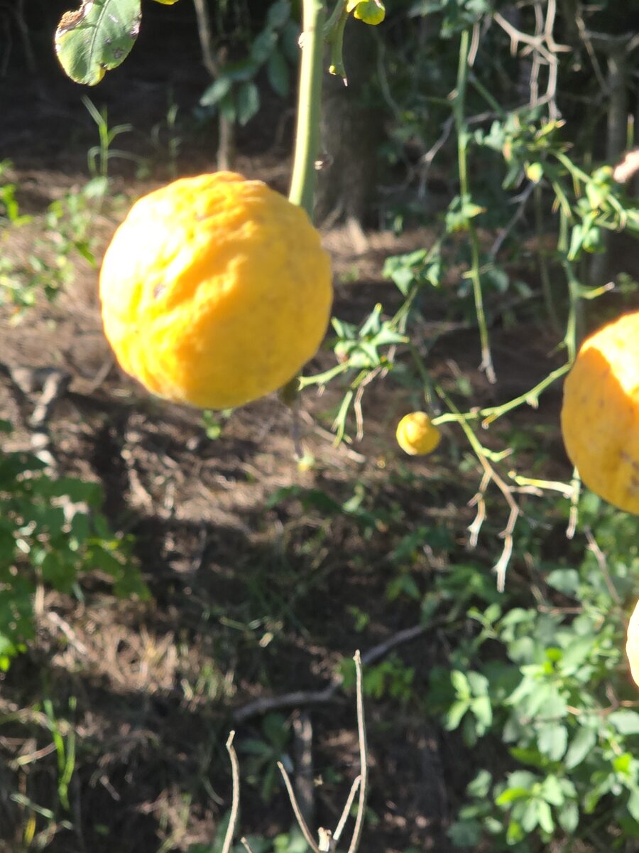 Citrus x junos (Yuzu) — photo