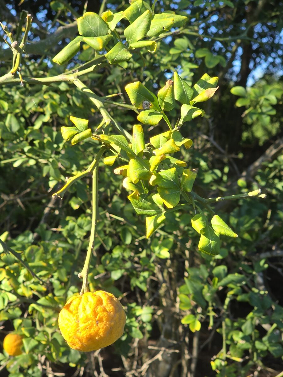 Citrus x junos (Yuzu) — photo
