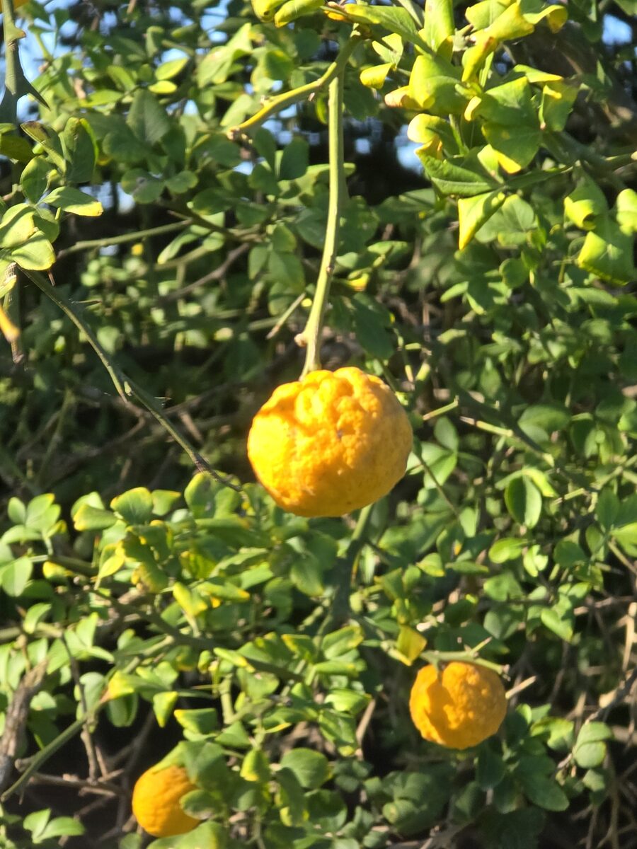 Citrus x junos