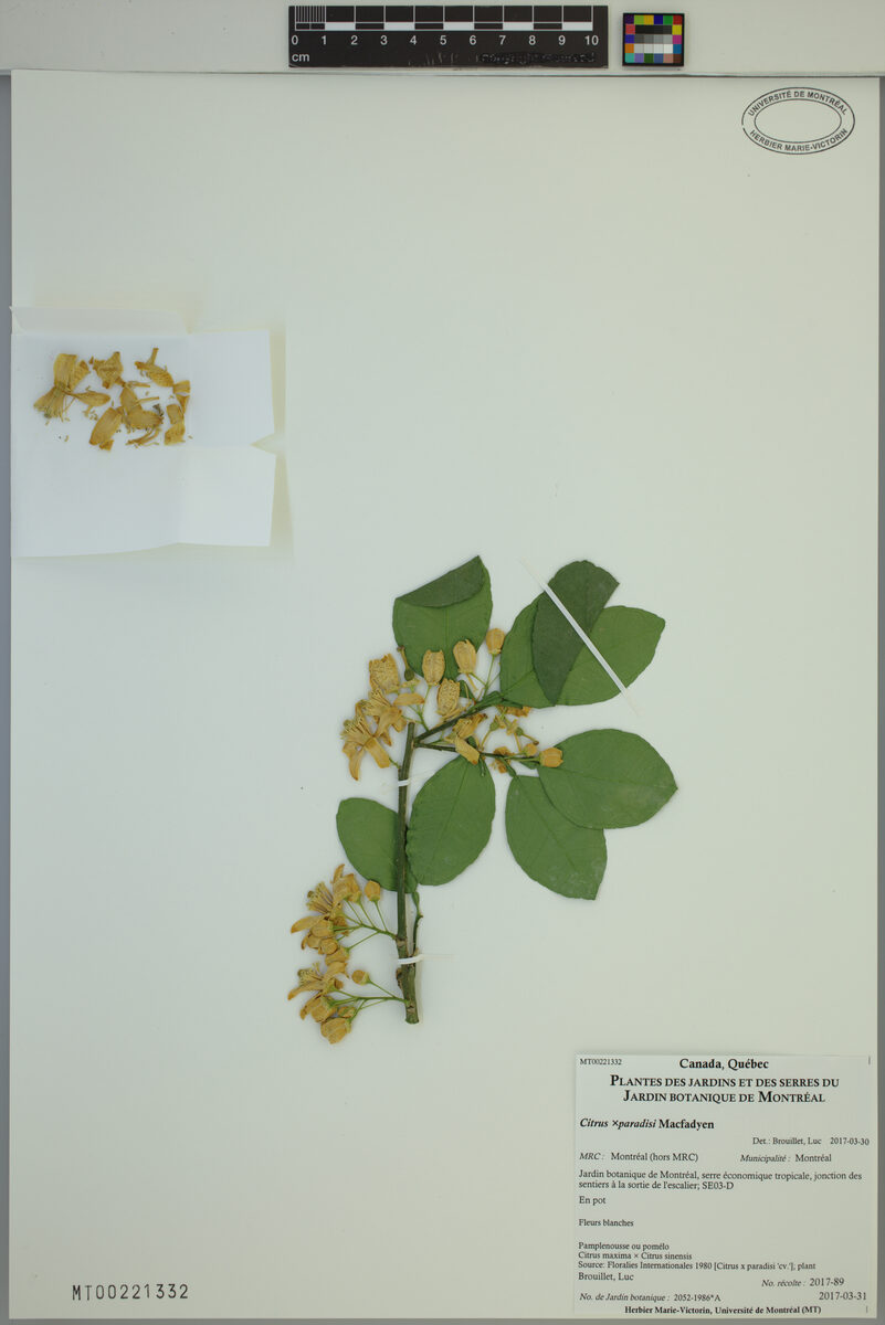 Citrus x paradisi