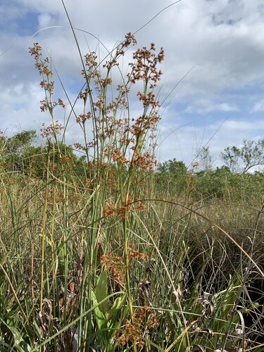 Cladium mariscus (Jamaica Swamp Sawgrass) — photo