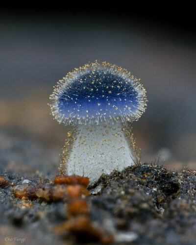 Cladonia rangiferina (Lichen) — photo