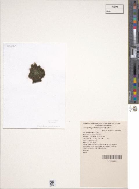 Cladophora patentiramea — photo