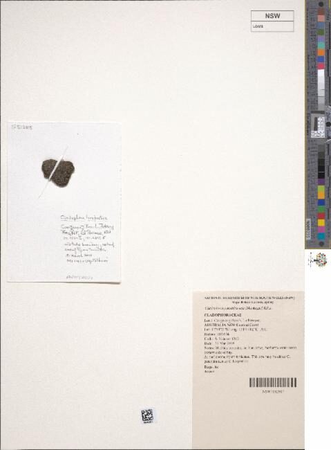 Cladophora patentiramea — photo