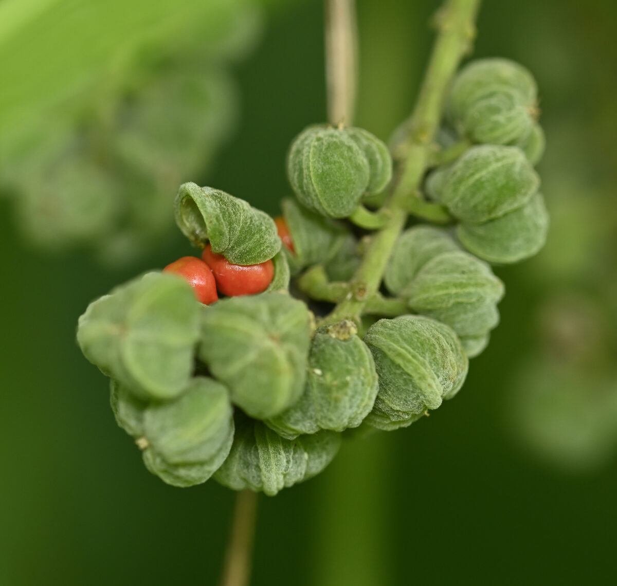 Claoxylon aff. indicum (DCRS 203) — photo
