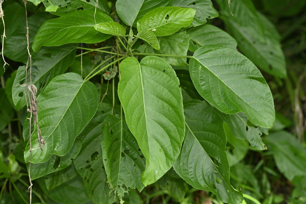 Claoxylon aff. indicum (DCRS 203) — photo