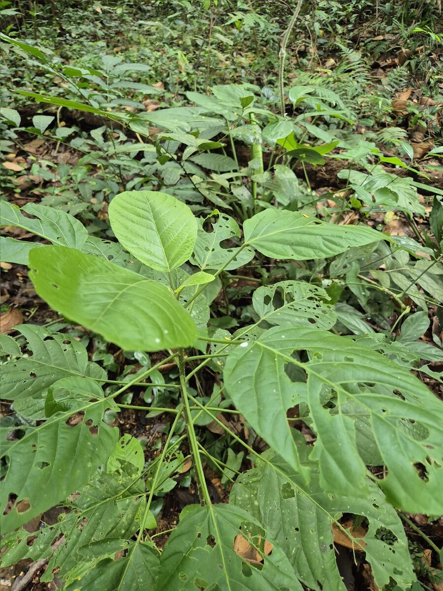 Claoxylon aff. indicum (DCRS 203)