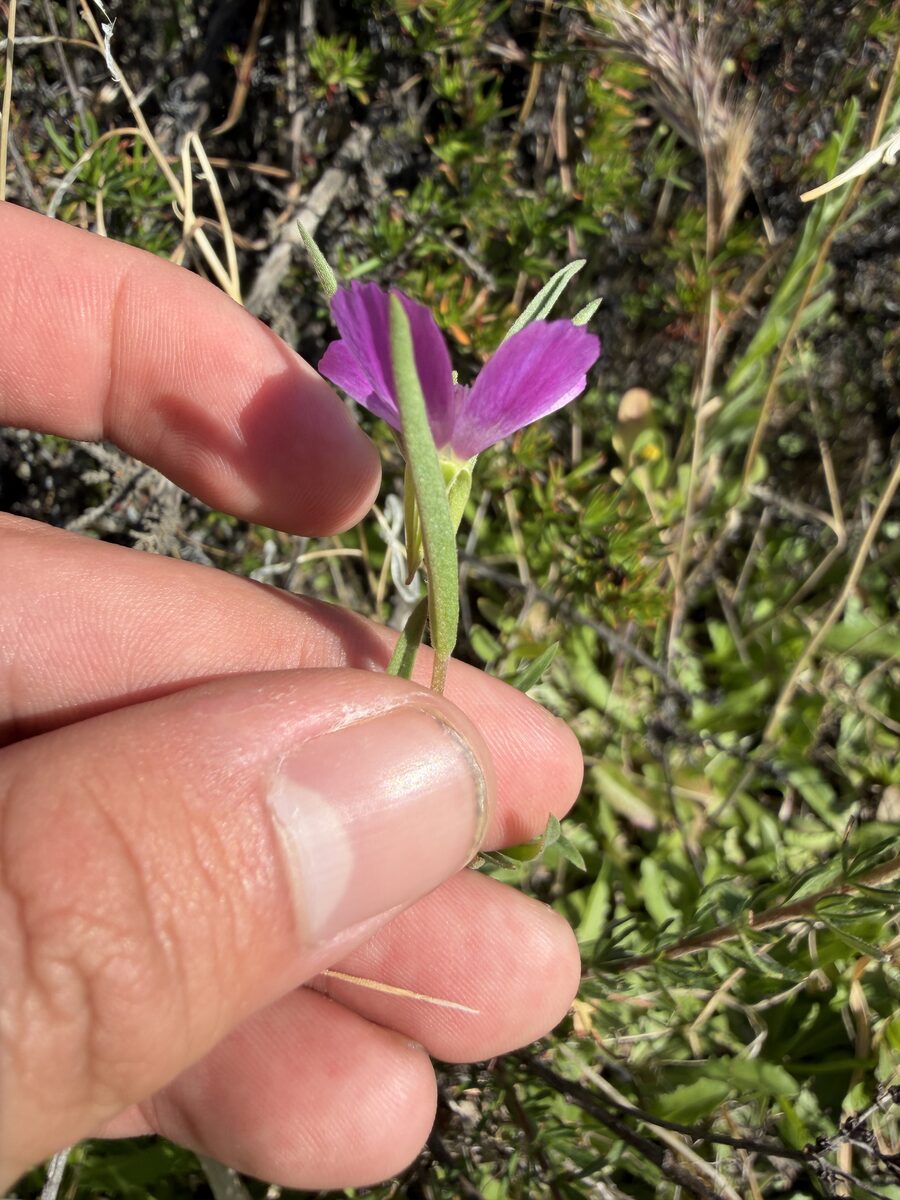 Clarkia purpurea subsp. quadrivulnera (Small flowered godetia) — photo