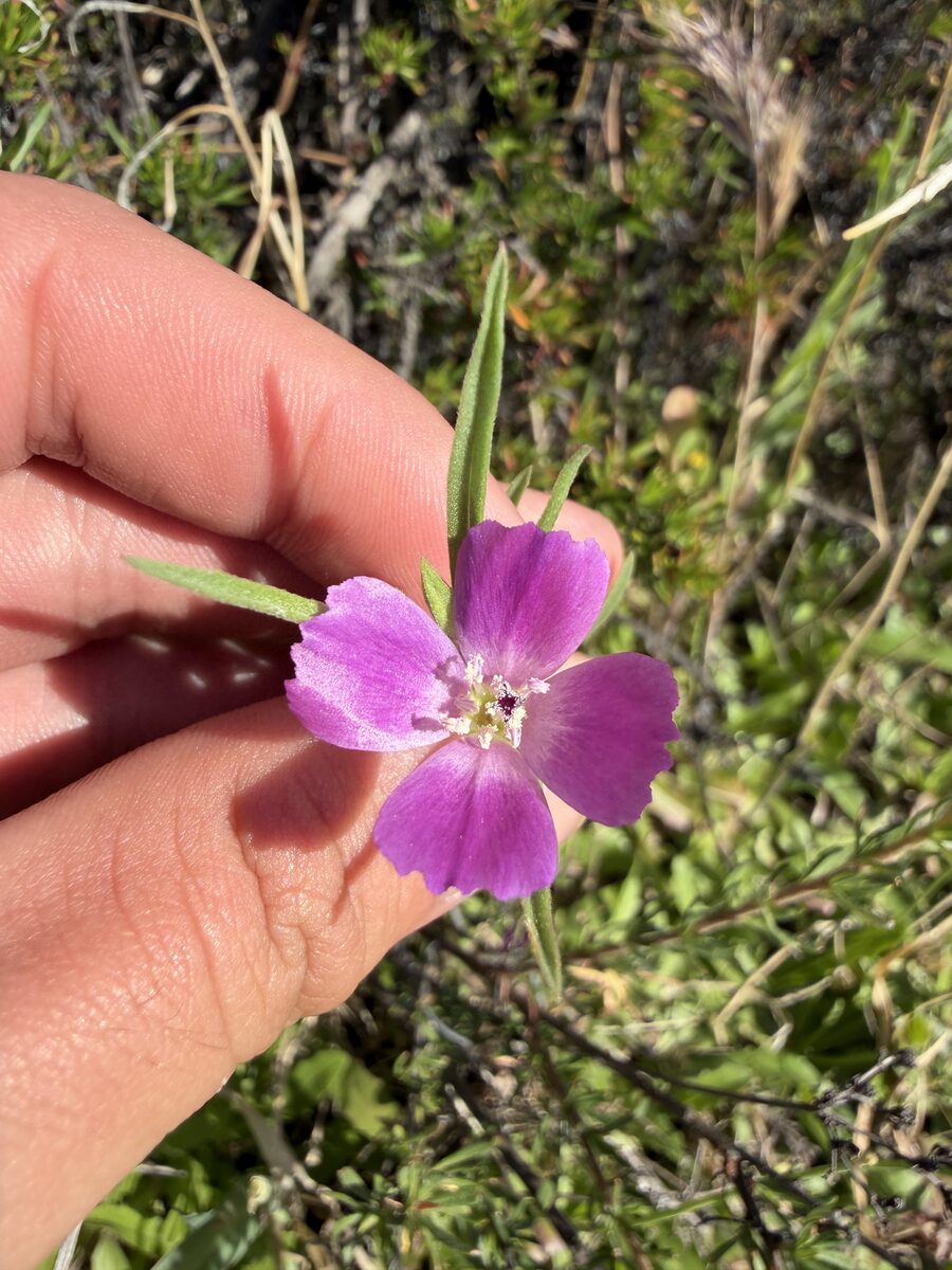 Clarkia purpurea subsp. quadrivulnera (Small flowered godetia) — photo