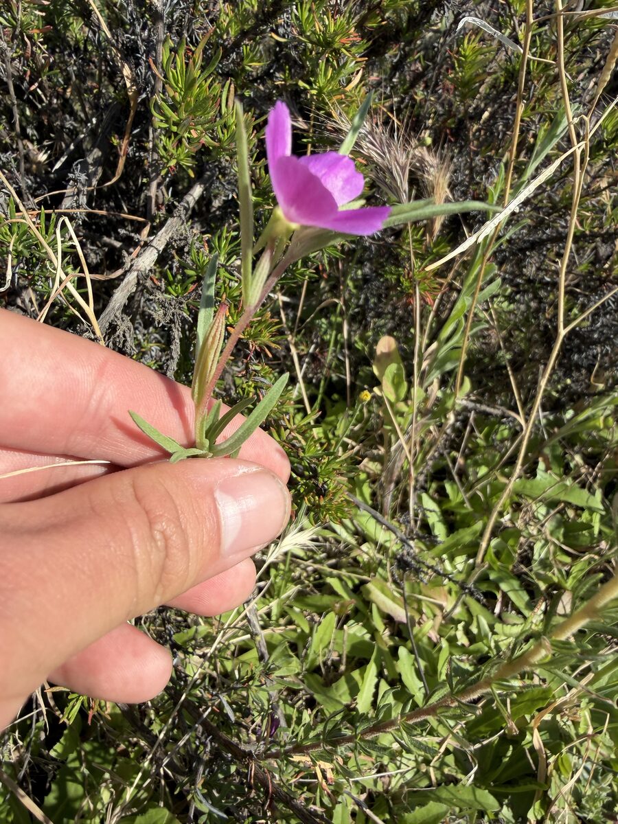 Clarkia purpurea subsp. quadrivulnera
