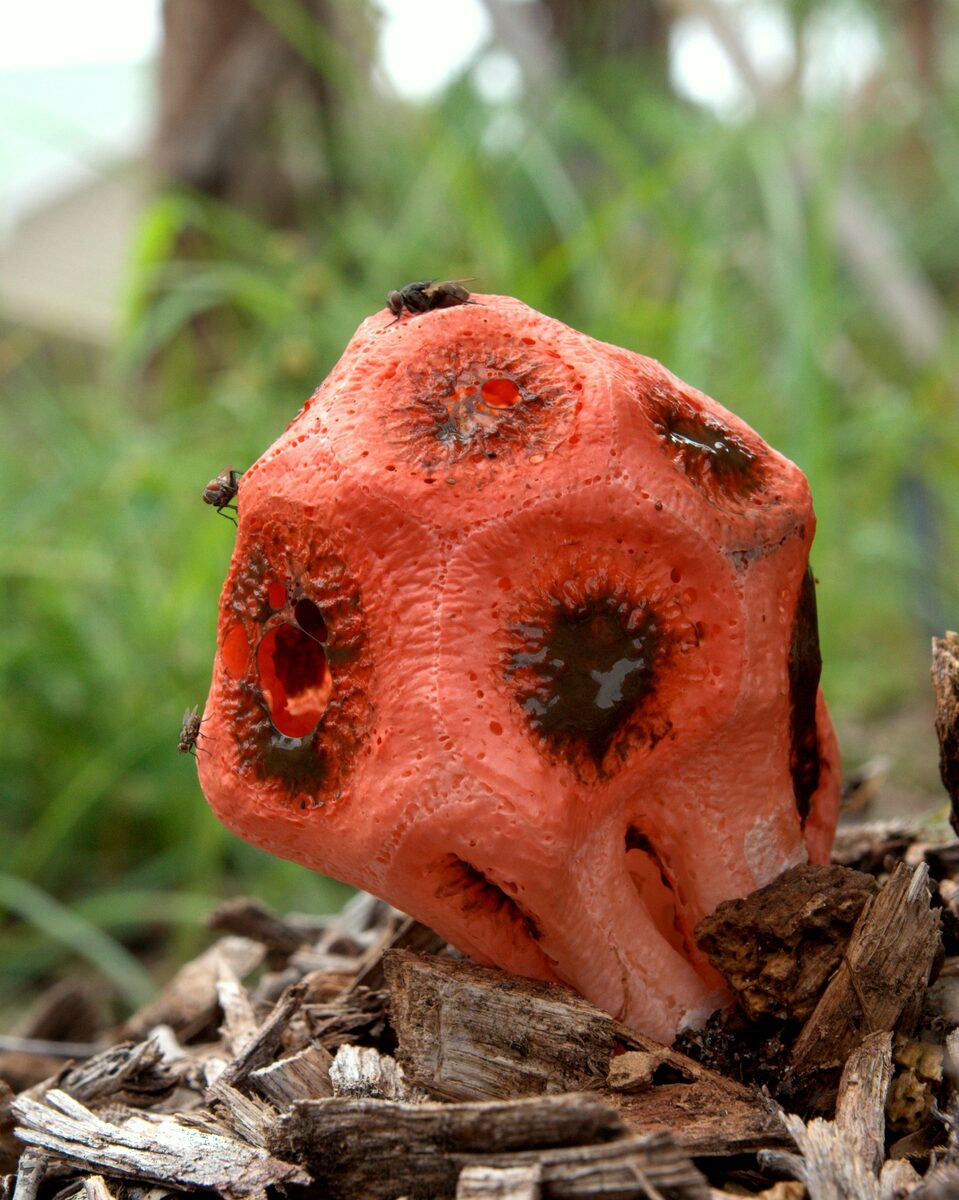 Clathrus ruber (Latticed stinkhorn) — photo