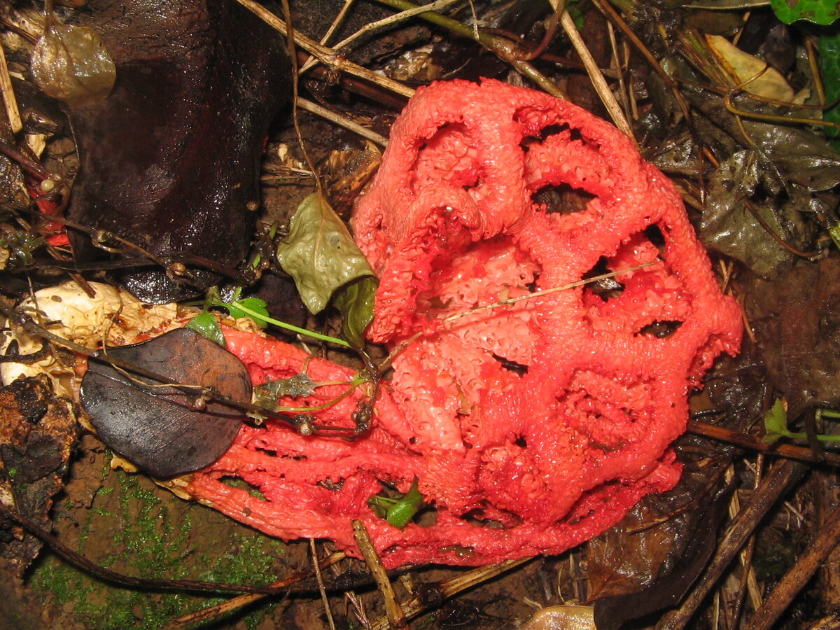 Clathrus ruber (Latticed stinkhorn) — photo