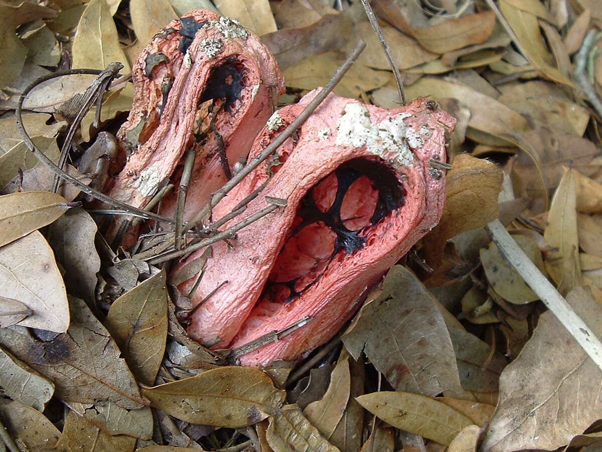 Clathrus ruber