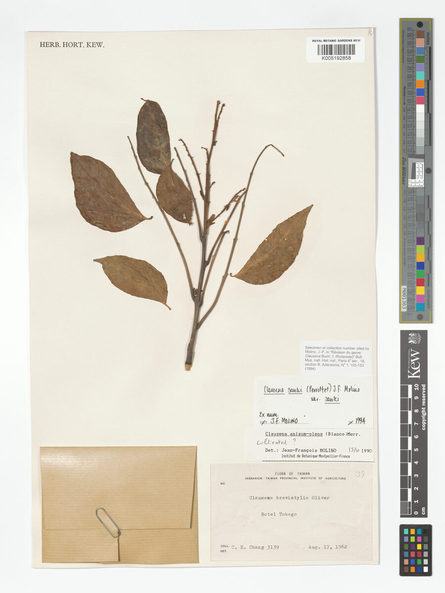 Clausena sanki — photo