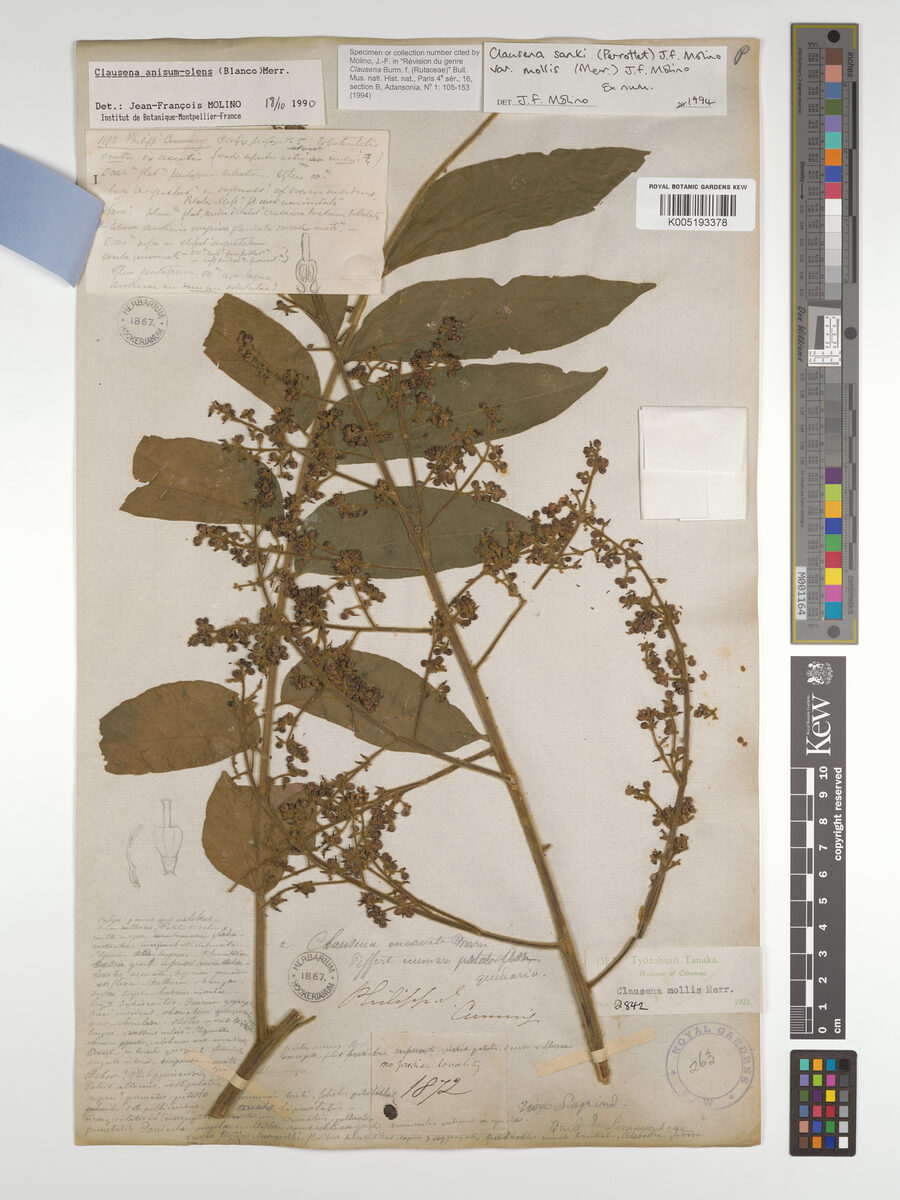 Clausena sanki var. mollis (Wampee) — photo