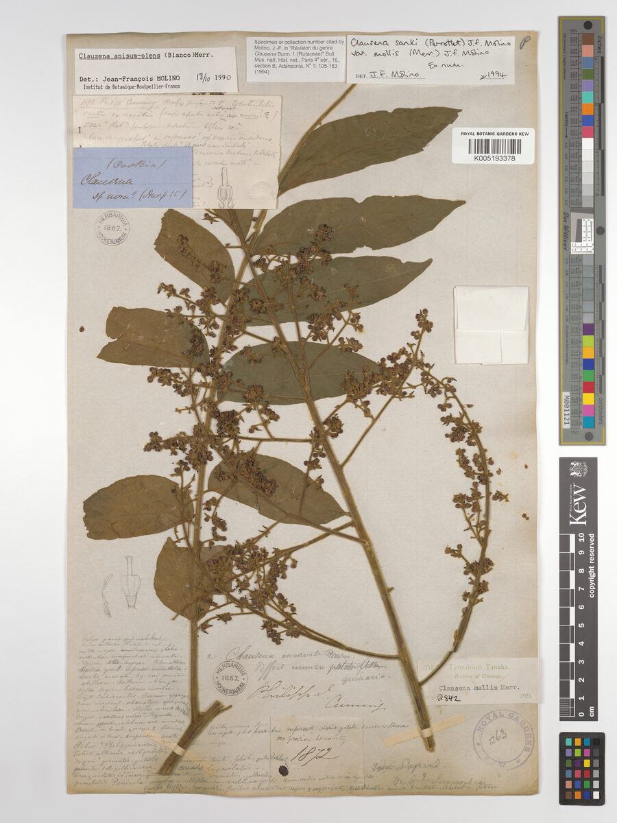 Clausena sanki var. mollis (Wampee) — photo