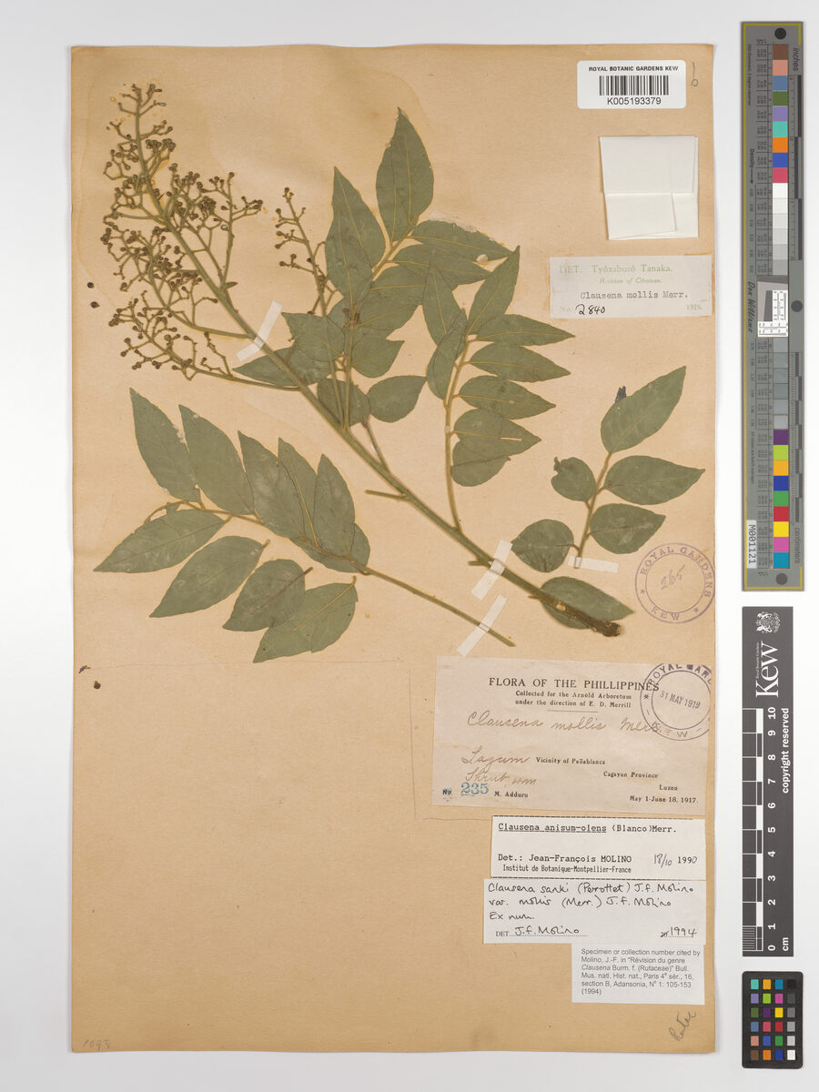 Clausena sanki var. mollis