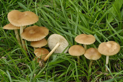 Clavariadelphus pistillaris (Fairy Ring) — photo