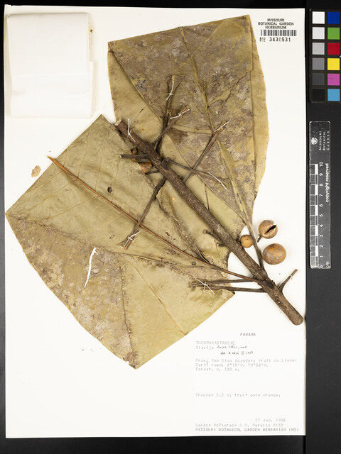 Clavija fusca