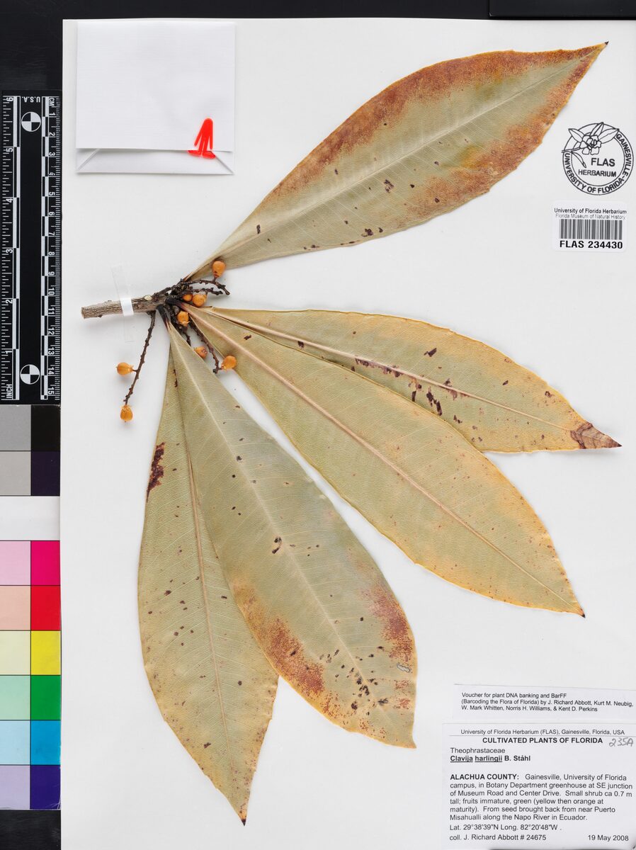 Clavija harlingii