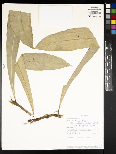 Clavija mezii subsp. allenii (Allen mez clavija) — photo