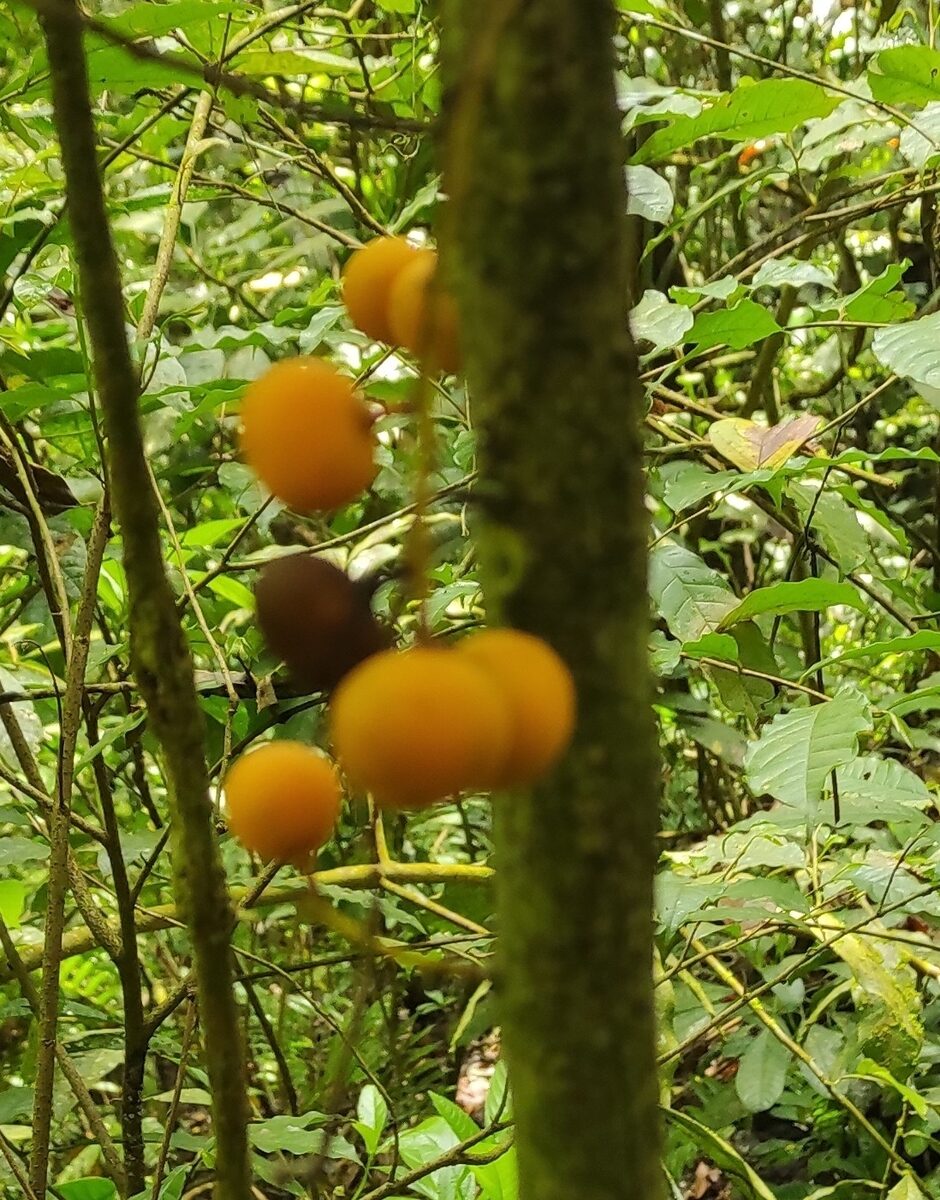 Clavija spp — photo