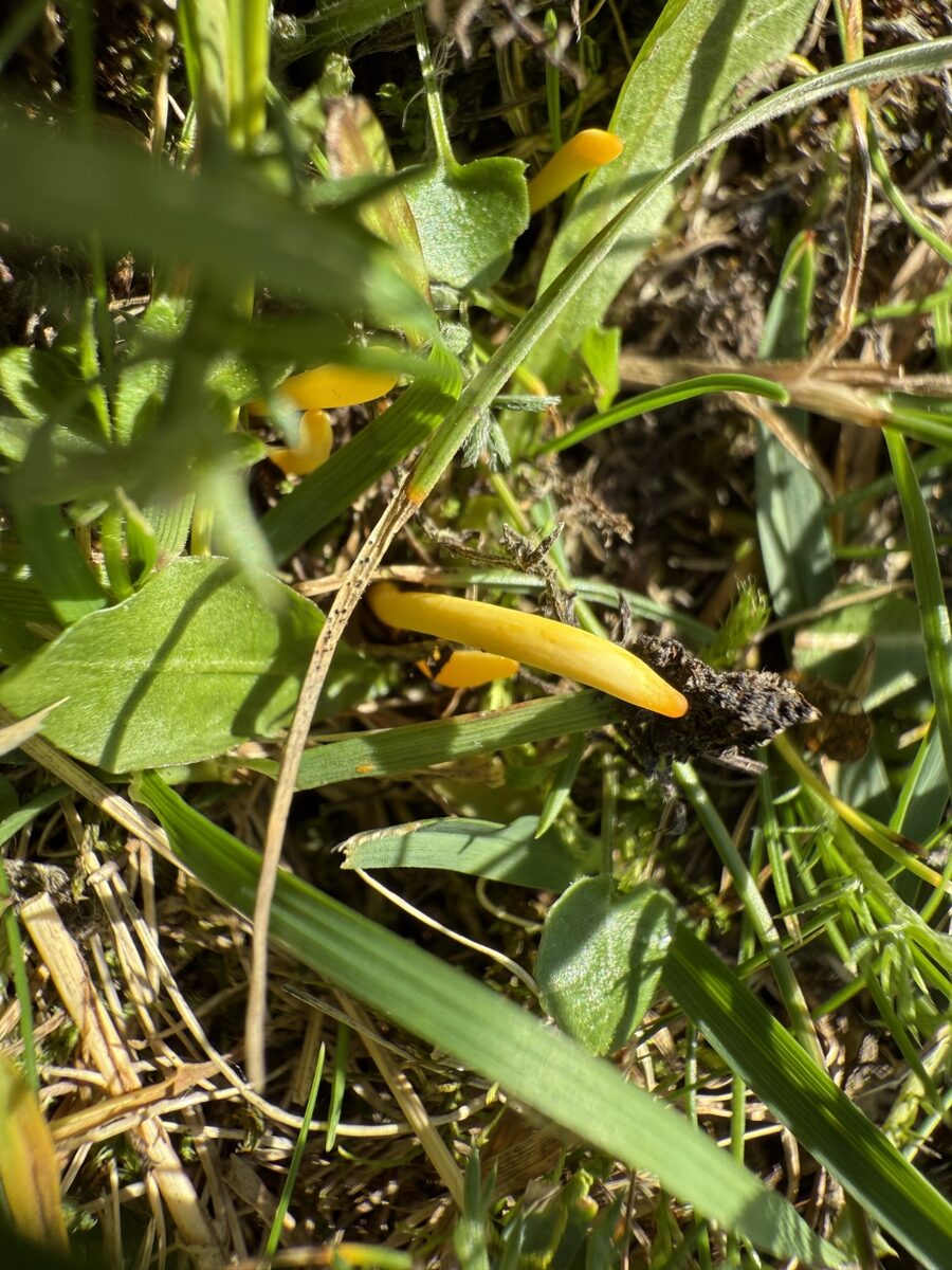Clavulinopsis helvola — photo