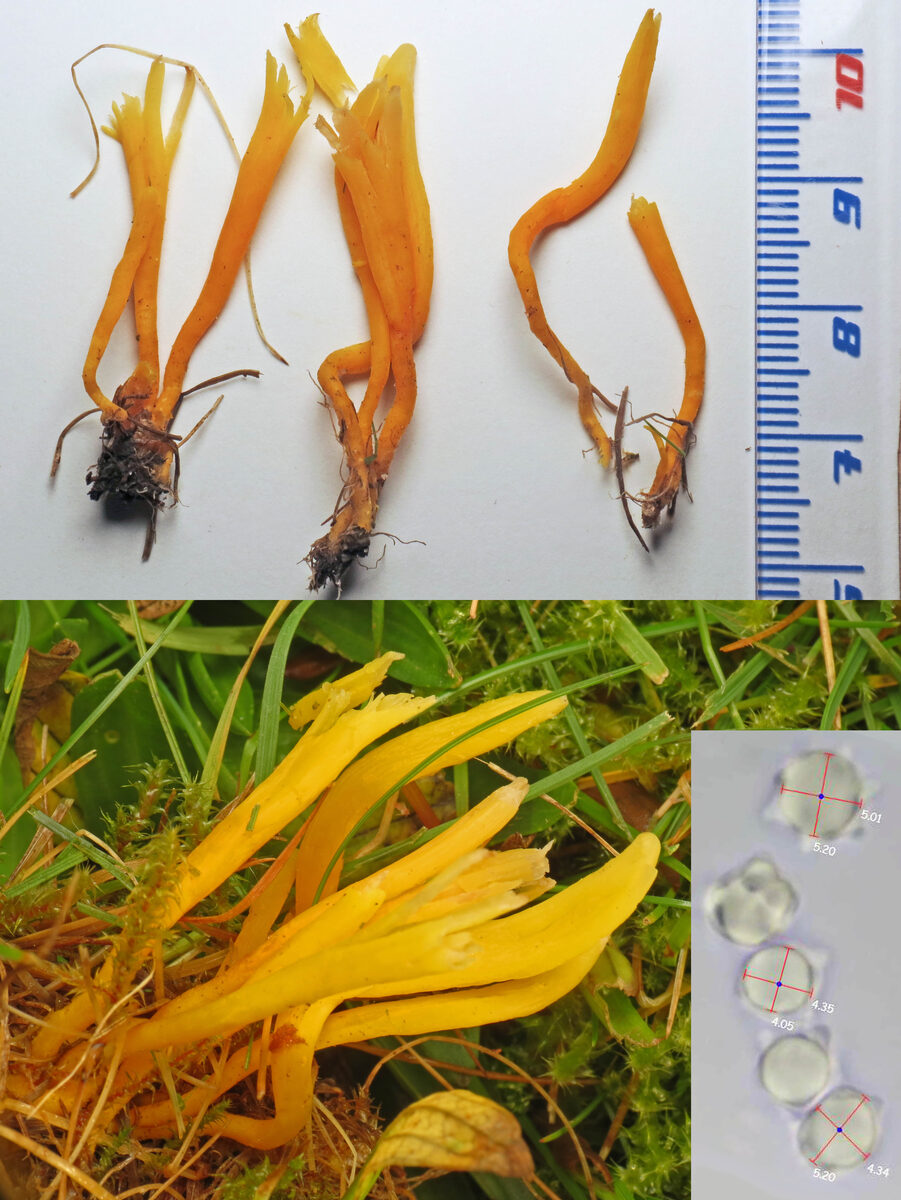 Clavulinopsis helvola