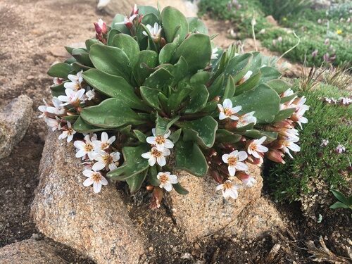 Claytonia megarhiza (Alpine spring beauty) — photo