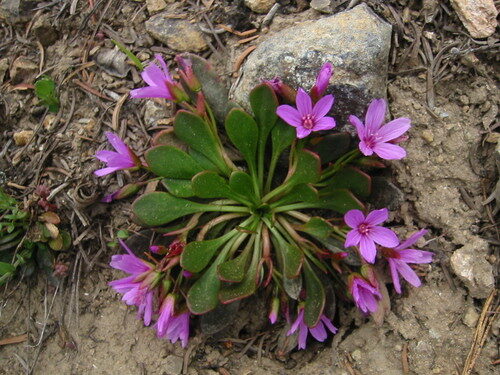 Claytonia megarhiza (Alpine spring beauty) — photo