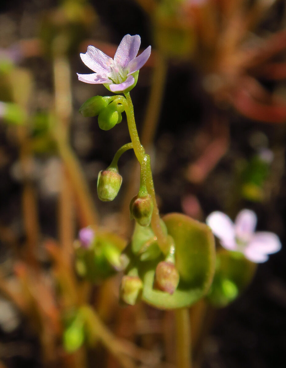 Claytonia parviflora ssp. parviflora (Indian Lettuce) — photo