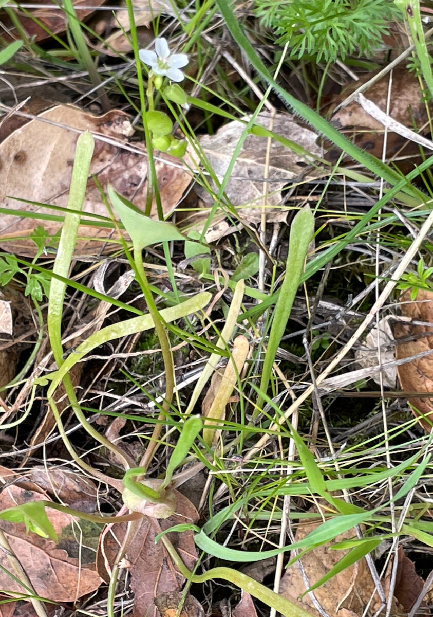 Claytonia parviflora ssp. parviflora (Indian Lettuce) — photo