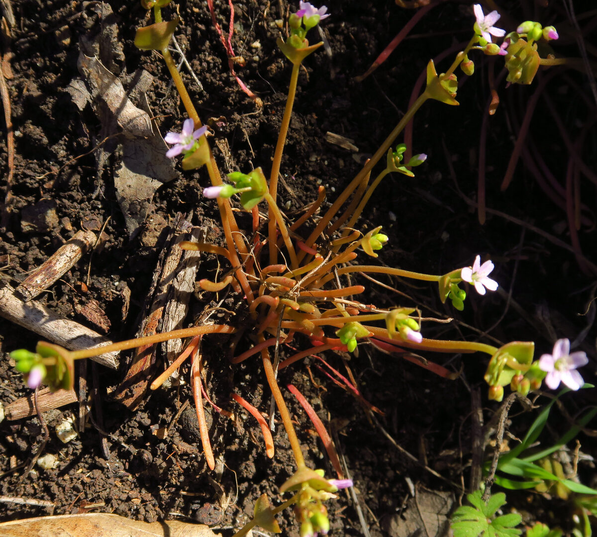 Claytonia parviflora ssp. parviflora
