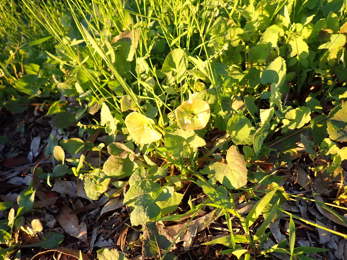 Claytonia perfoliata ssp. perfoliata (Miner’s lettuce) — photo