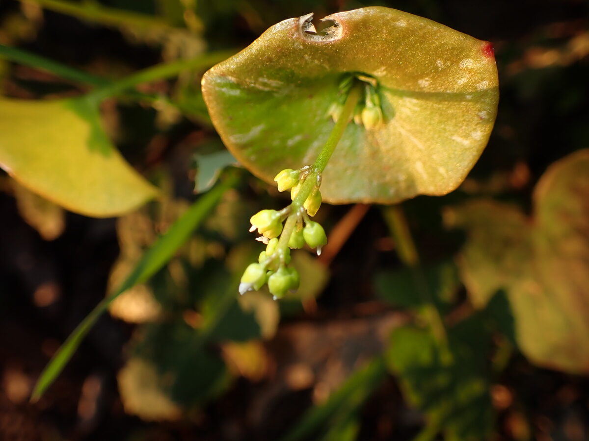 Claytonia perfoliata ssp. perfoliata (Miner’s lettuce) — photo