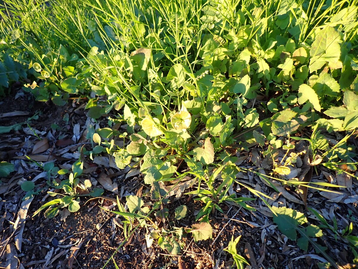Claytonia perfoliata ssp. perfoliata