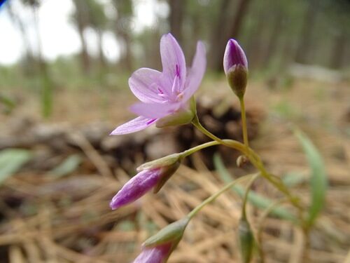 Claytonia rosea (Rosy Springbeauty) — photo