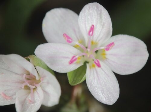 Claytonia rosea (Rosy Springbeauty) — photo